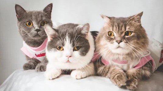 Cat Breeds